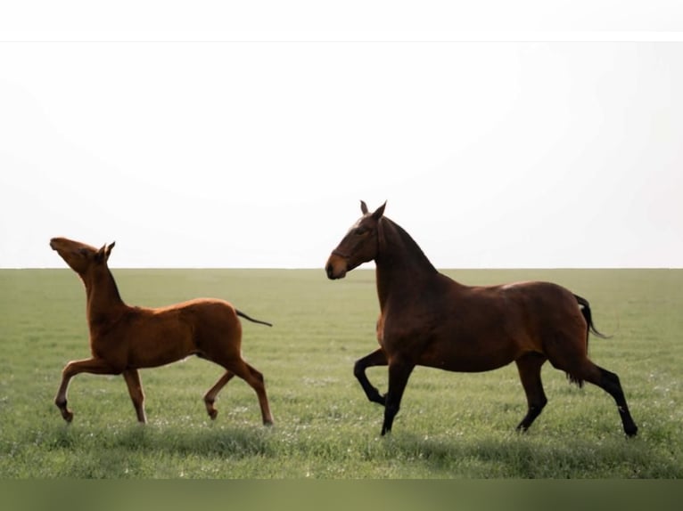 PRE Croisé Jument 15 Ans 167 cm Bai brun in Albacete