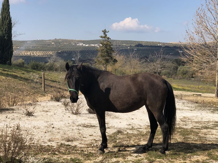 PRE Croisé Jument 15 Ans Bai in Setenil De Las Bodegas