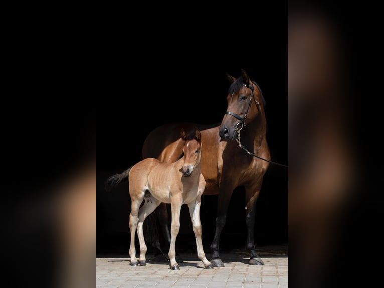 PRE Croisé Jument 15 Ans in Ruppichteroth