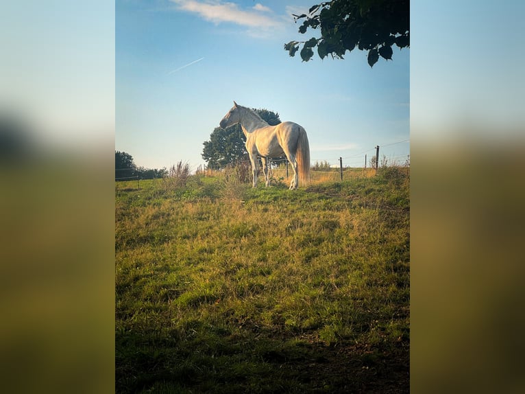 PRE Croisé Jument 16 Ans 149 cm Gris moucheté in Lindlar-Reudenbach