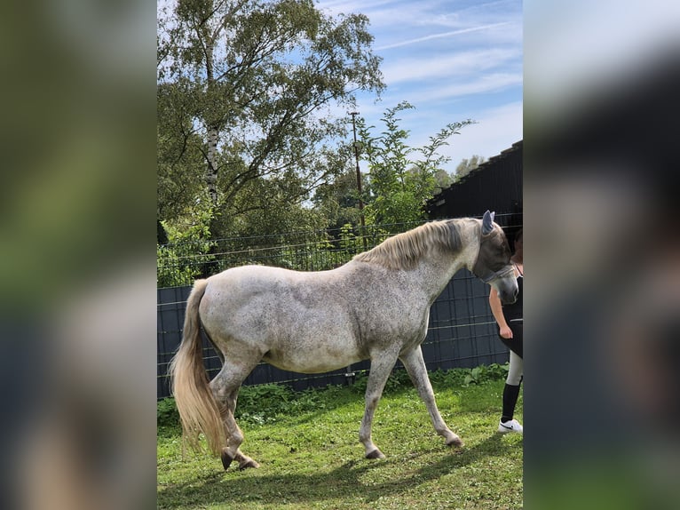 PRE Jument 16 Ans 156 cm Gris moucheté in Zülpich