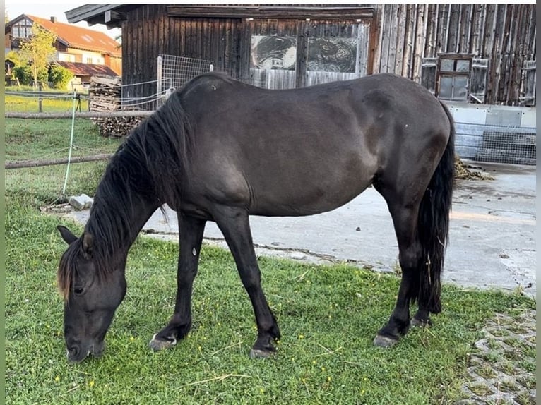 PRE Croisé Jument 17 Ans 152 cm Noir in Otterfing