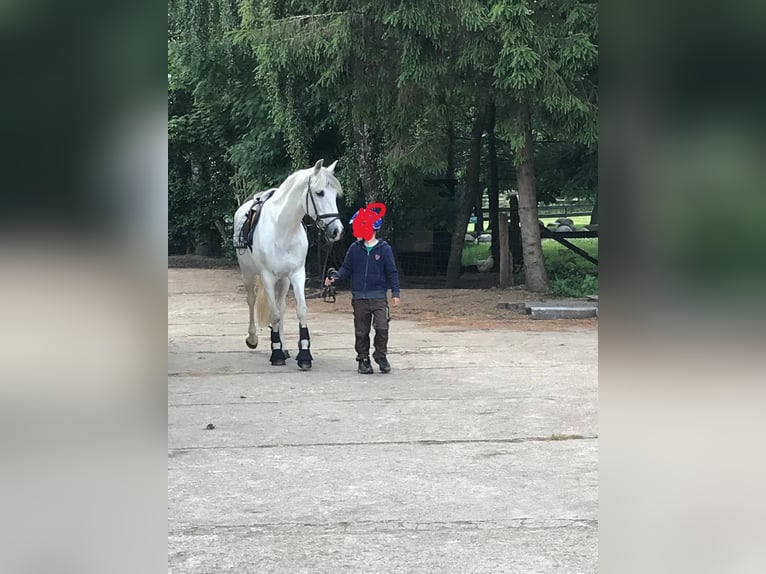 PRE Croisé Jument 17 Ans 157 cm Blanc in Beringstedt