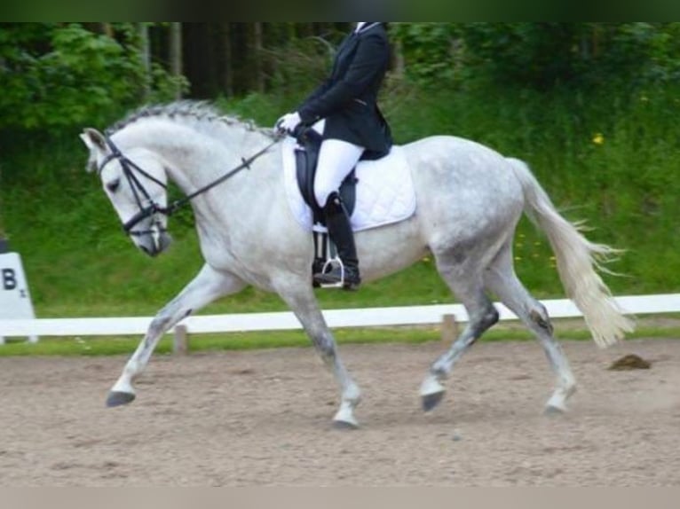 PRE Croisé Jument 17 Ans 157 cm Blanc in Beringstedt