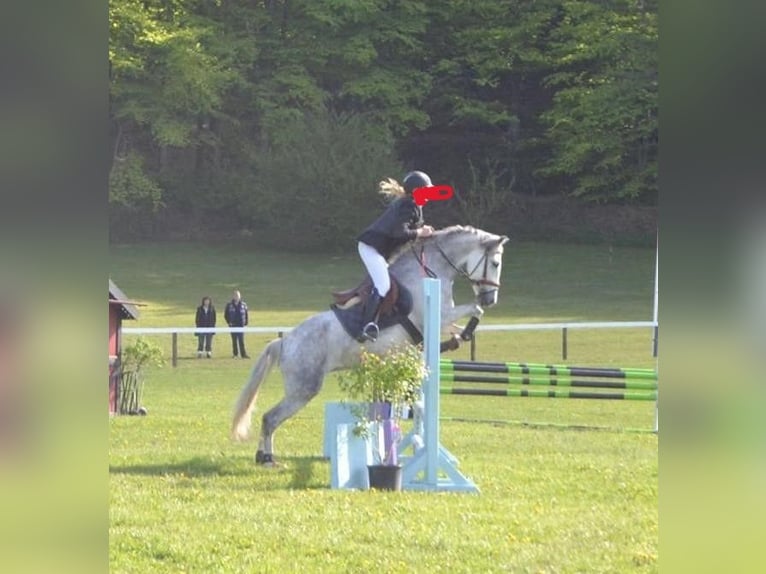 PRE Croisé Jument 17 Ans 157 cm Blanc in Beringstedt