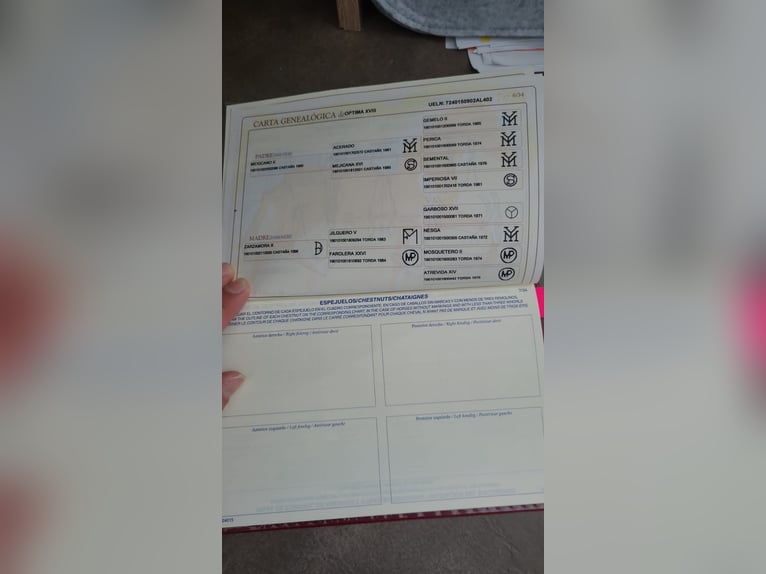 PRE Croisé Jument 17 Ans 161 cm Bai brun in Adelsheim