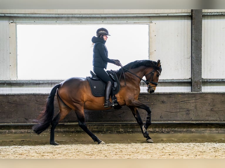 PRE Jument 17 Ans 162 cm Bai in Aalsmeer