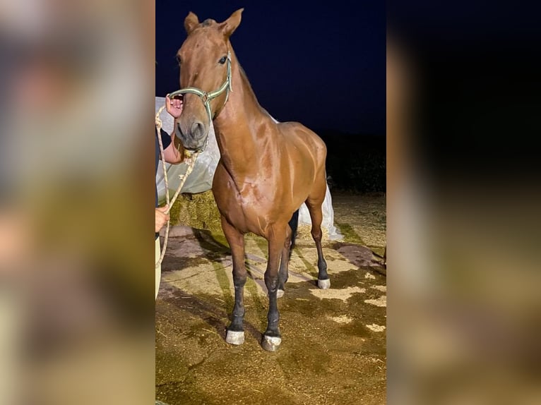 PRE Croisé Jument 17 Ans 163 cm Bai cerise in La Coronada