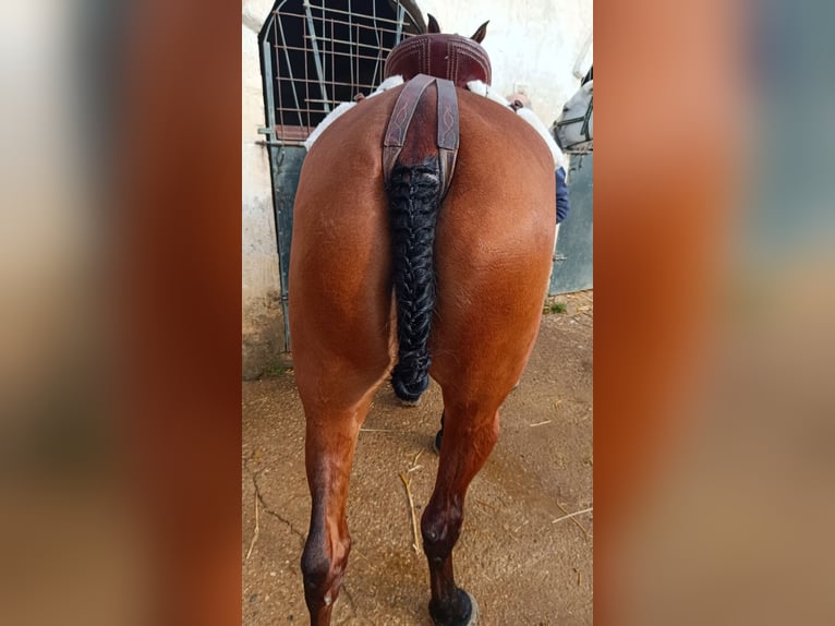 PRE Croisé Jument 17 Ans 163 cm Bai cerise in La Coronada