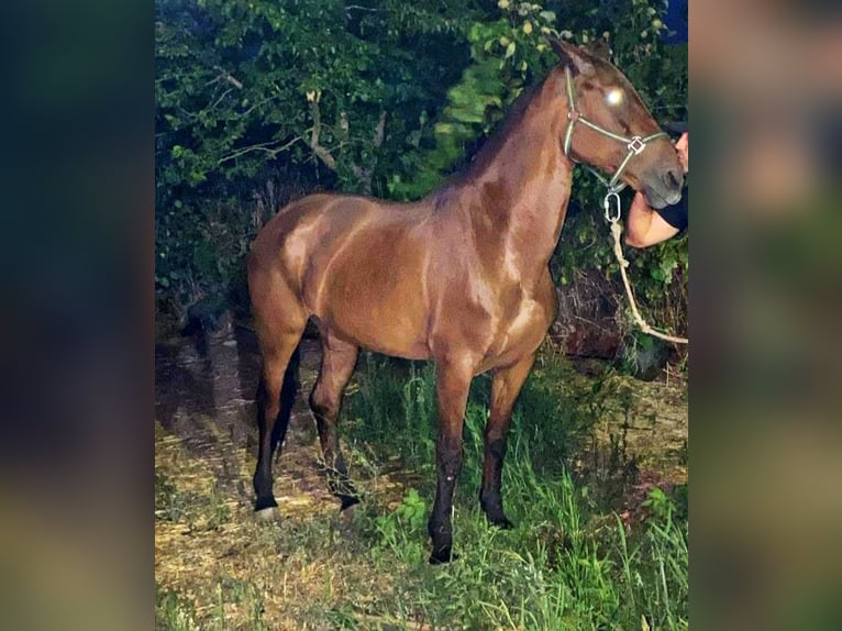 PRE Croisé Jument 17 Ans 163 cm Bai cerise in La Coronada