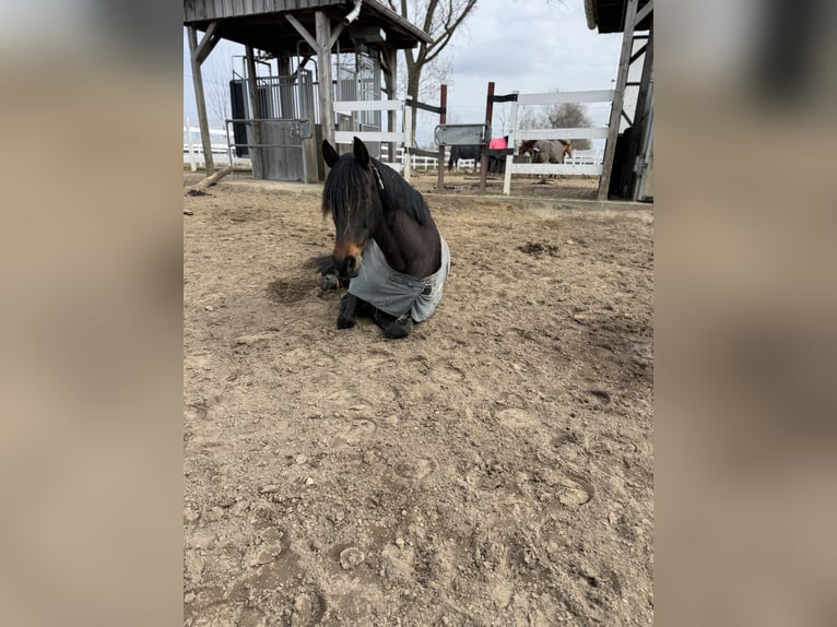 PRE Croisé Jument 17 Ans 165 cm Bai in Hannover