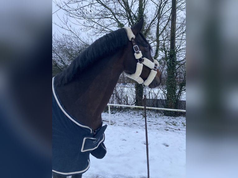 PRE Croisé Jument 17 Ans 165 cm Bai in Hannover