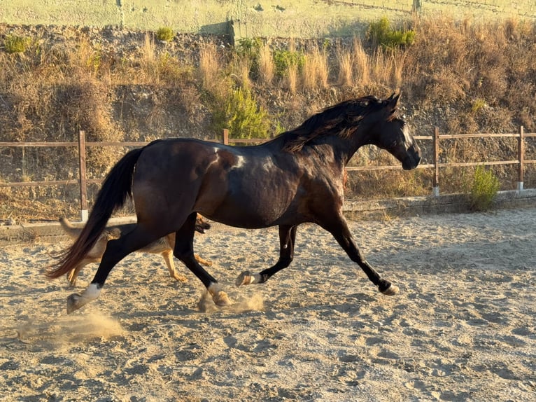 PRE Croisé Jument 17 Ans 167 cm Noir in Terrassa