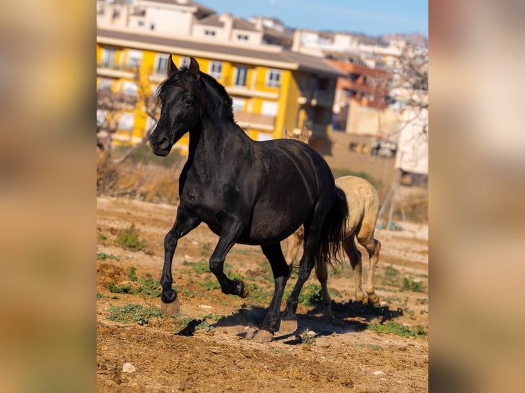 PRE Croisé Jument 18 Ans 155 cm Noir in Rafelguaraf