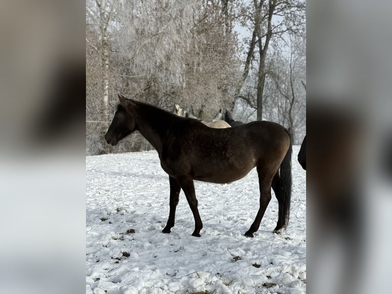 PRE Croisé Jument 19 Ans 158 cm Grullo in Achstetten