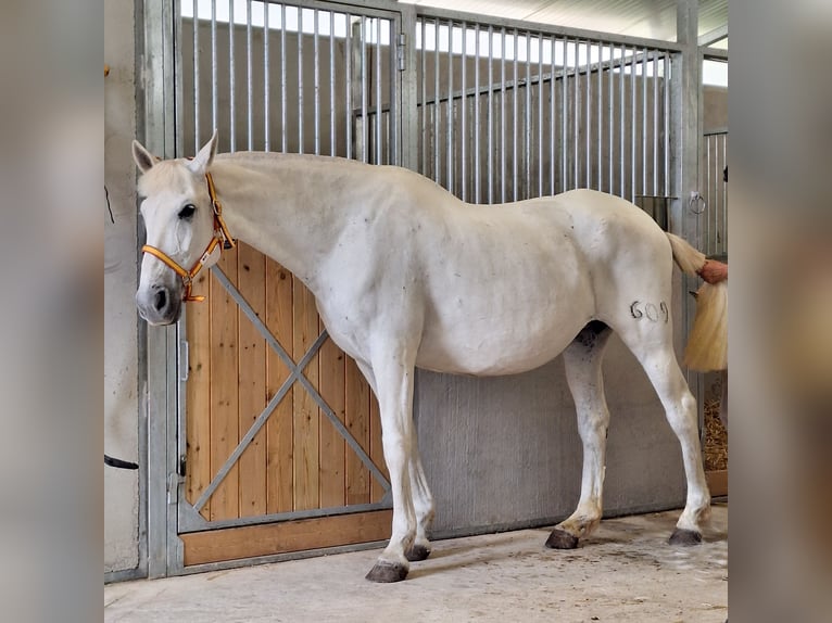 PRE Jument 19 Ans 165 cm Gris in Jerez De La Frontera