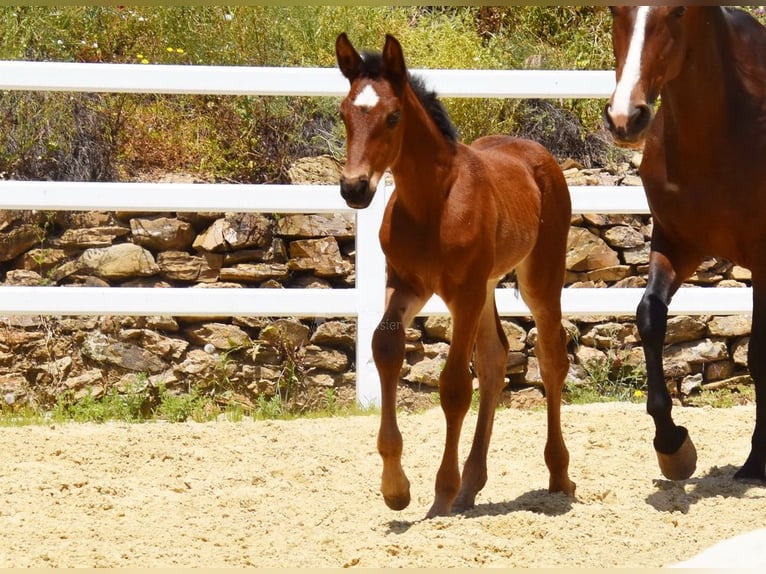 PRE Jument 1 Année 125 cm Bai in Provinz Malaga