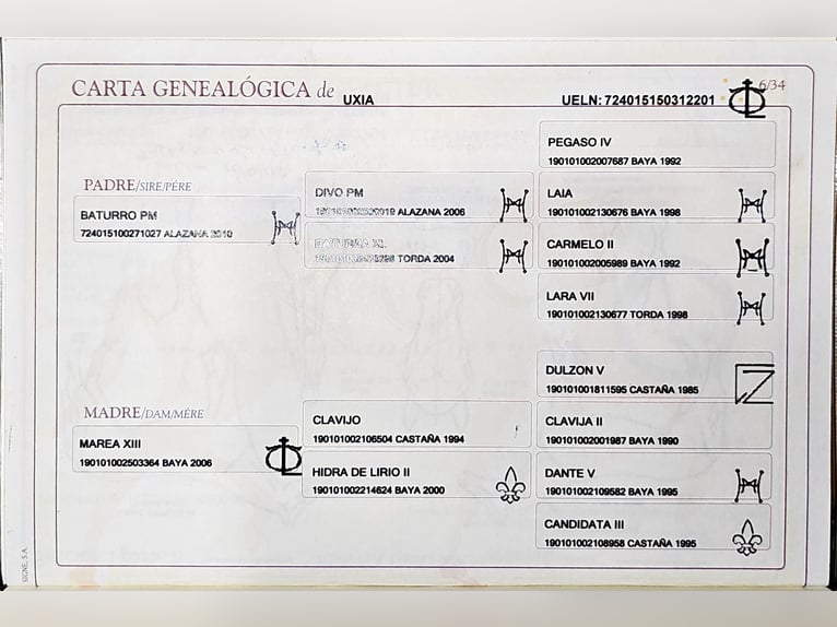 PRE Jument 1 Année 135 cm Perlino in Visz