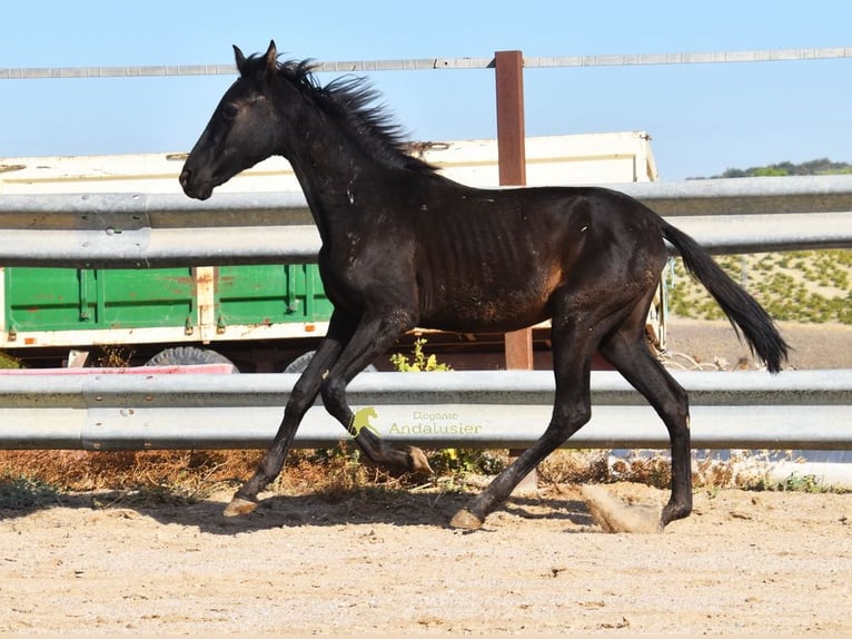 PRE Jument 1 Année 138 cm Noir in Provinz Cordoba