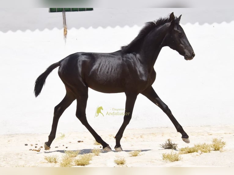 PRE Jument 1 Année 139 cm Noir in Provinz Cordoba