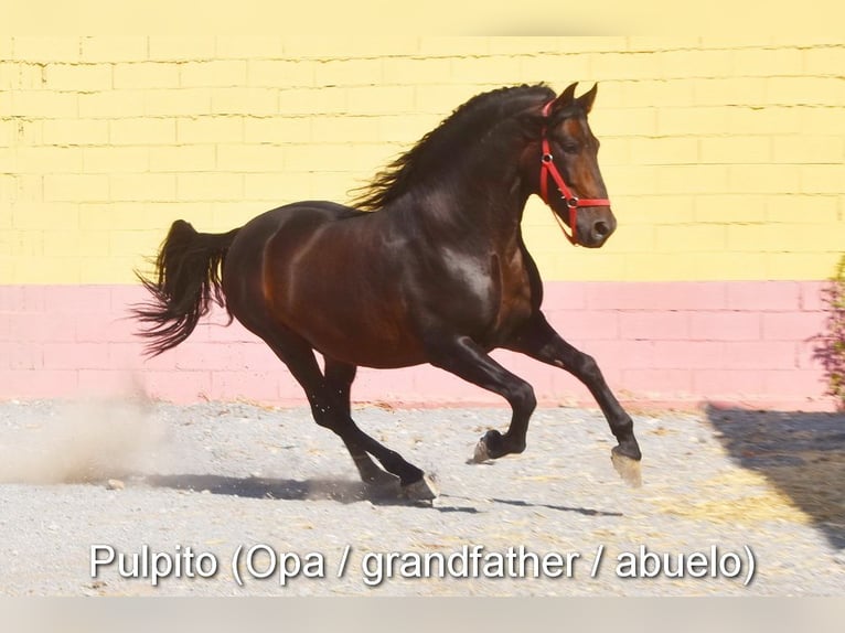 PRE Jument 1 Année 139 cm Noir in Provinz Cordoba