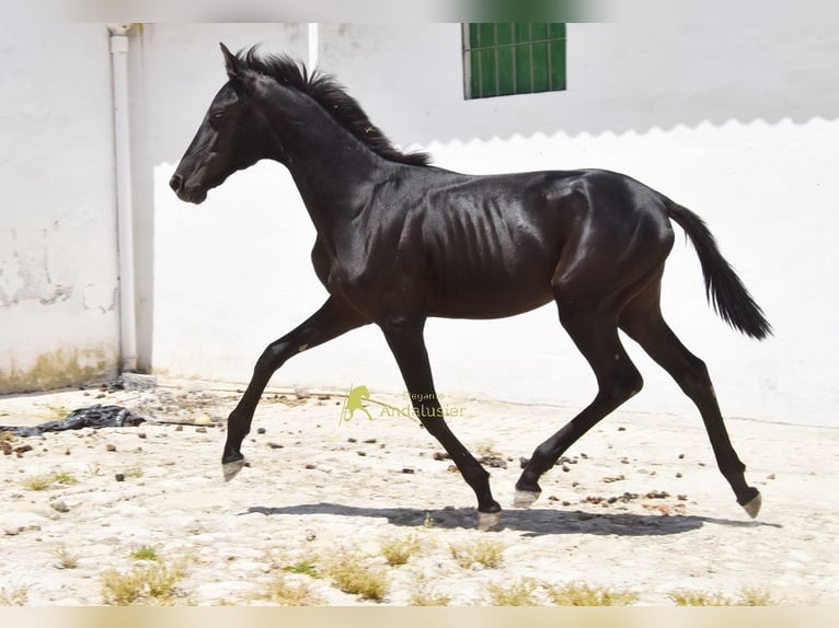 PRE Jument 1 Année 139 cm Noir in Provinz Cordoba