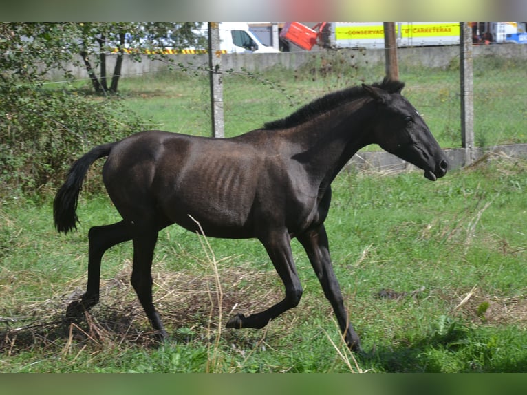 PRE Croisé Jument 1 Année 140 cm Noir in San Cibrao Das Viñas (Capital)