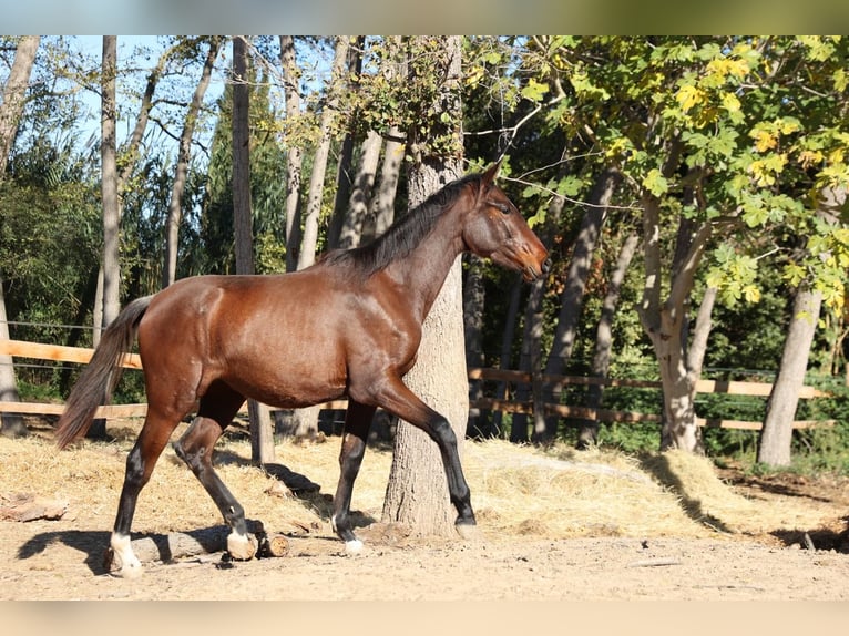 PRE Croisé Jument 1 Année 150 cm Bai in Castello D&#x27;Empuries
