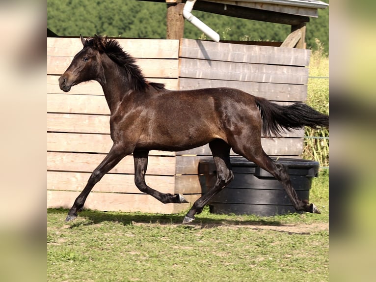 PRE Jument 1 Année 150 cm Gris in Joigny