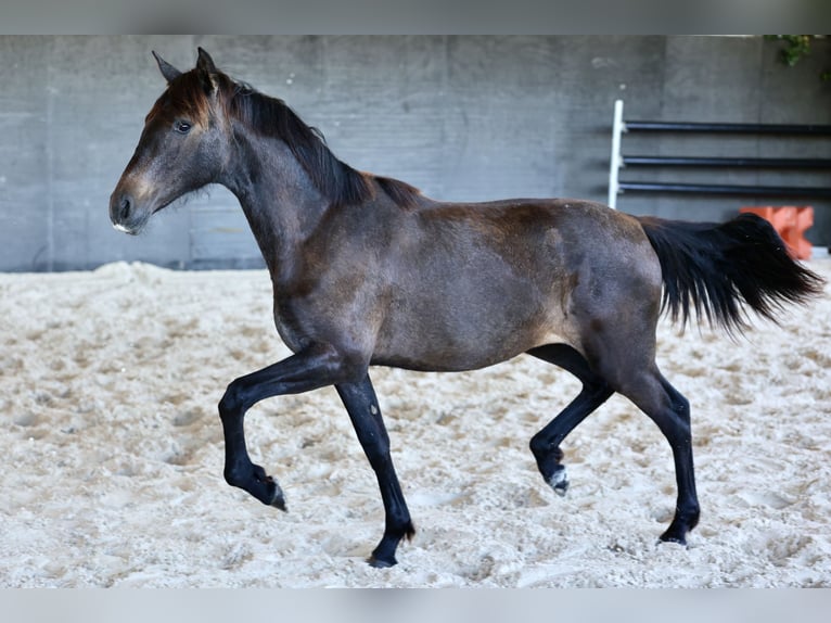 PRE Jument 1 Année 150 cm Gris in Joigny