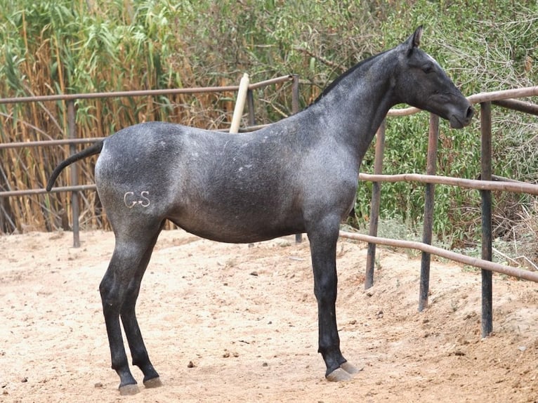 PRE Croisé Jument 1 Année 150 cm Gris in NAVAS DEL MADRONO