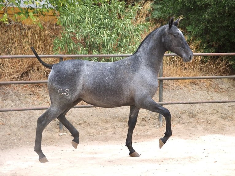 PRE Croisé Jument 1 Année 150 cm Gris in NAVAS DEL MADRONO