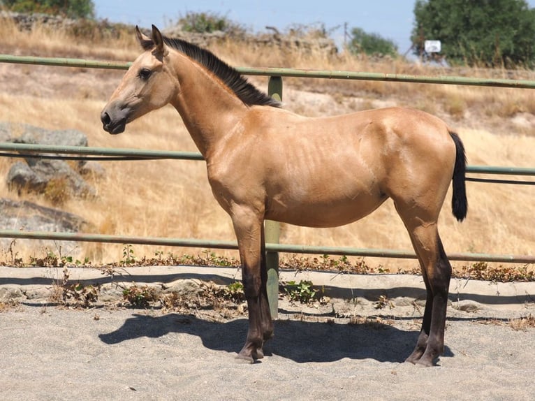 PRE Croisé Jument 1 Année 150 cm Isabelle in Navas Del Madro&#xF1;o