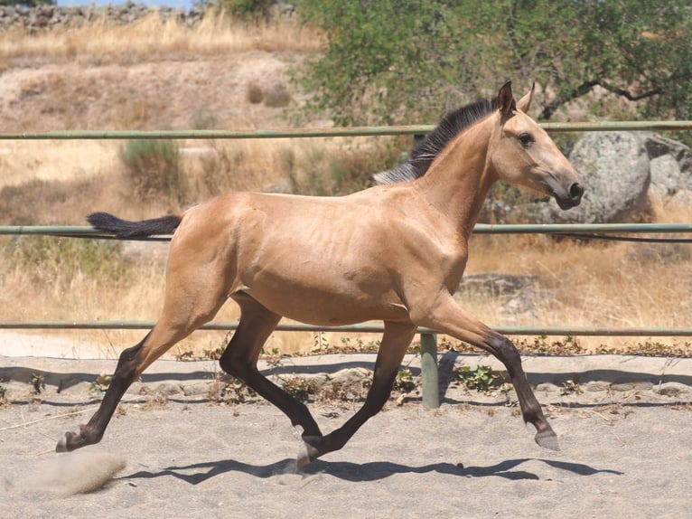 PRE Croisé Jument 1 Année 150 cm Isabelle in Navas Del Madro&#xF1;o