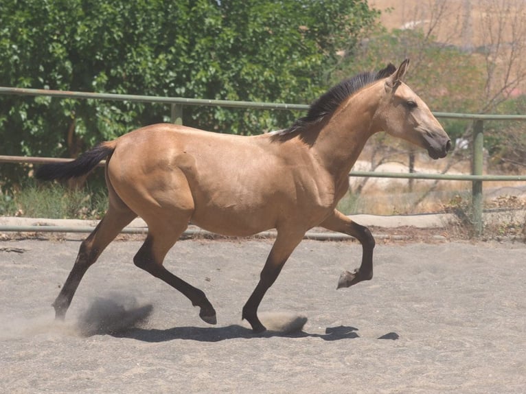 PRE Croisé Jument 1 Année 150 cm Isabelle in Navas Del Madro&#xF1;o