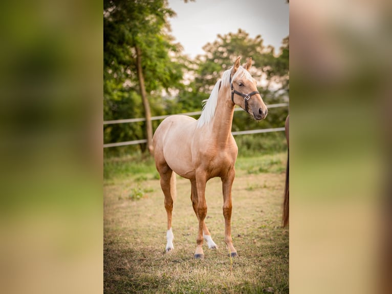 PRE Croisé Jument 1 Année 150 cm Palomino in &#xC9;commoy
