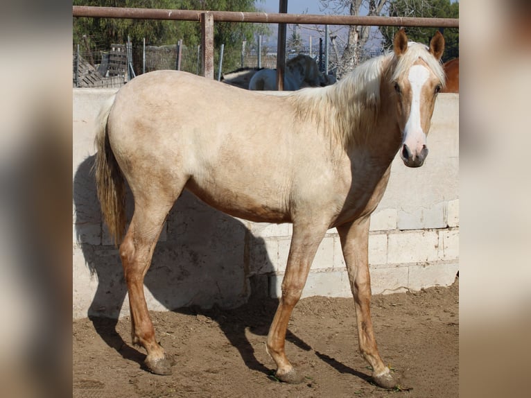 PRE Jument 1 Année 150 cm Palomino in Rafelguaraf