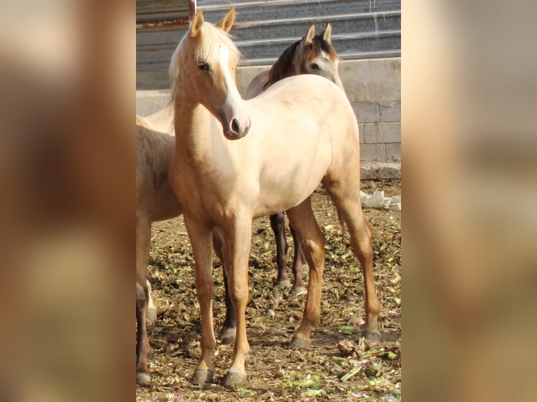 PRE Jument 1 Année 150 cm Palomino in Rafelguaraf