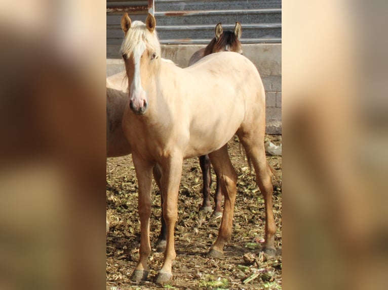 PRE Jument 1 Année 150 cm Palomino in Rafelguaraf