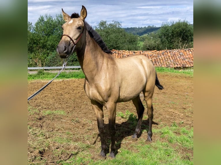 PRE Croisé Jument 1 Année 151 cm Isabelle in Boquerizo