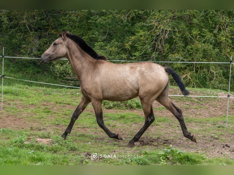 PRE Croisé Jument 1 Année 151 cm Isabelle in Boquerizo