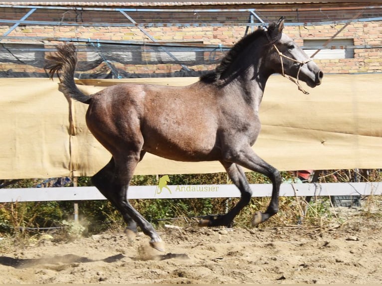 PRE Jument 1 Année 155 cm Gris in Provinz Granada