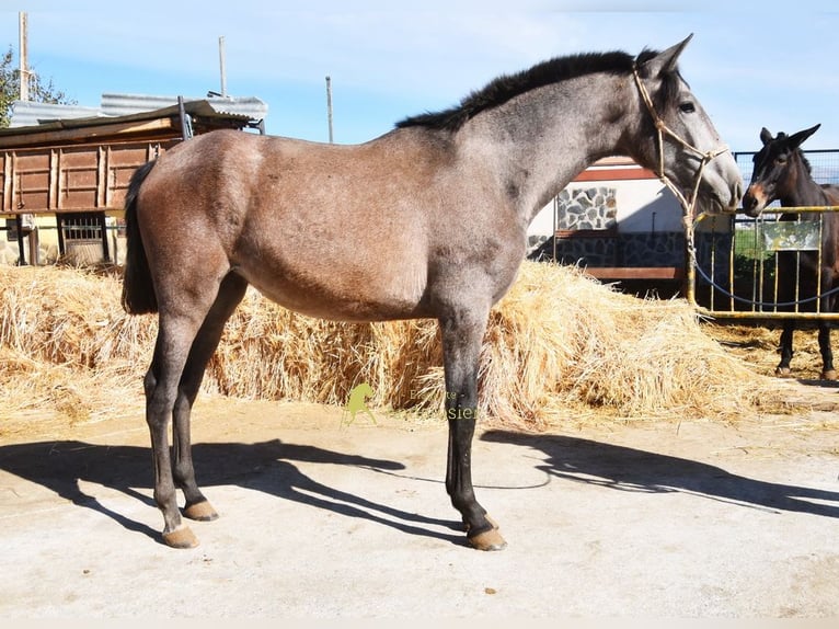 PRE Jument 1 Année 155 cm Gris in Provinz Granada