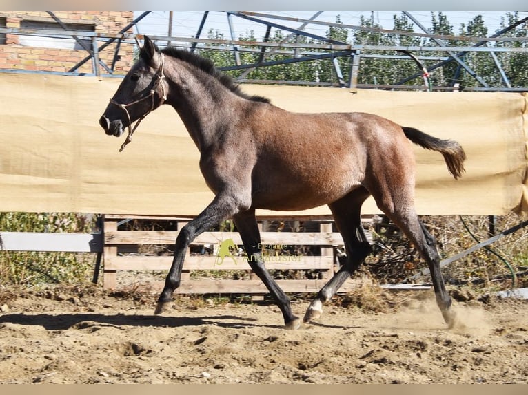 PRE Jument 1 Année 155 cm Gris in Provinz Granada