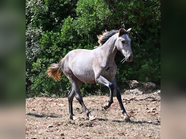PRE Croisé Jument 1 Année 155 cm Gris in Menorca