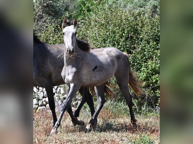 PRE Croisé Jument 1 Année 155 cm Gris in Menorca