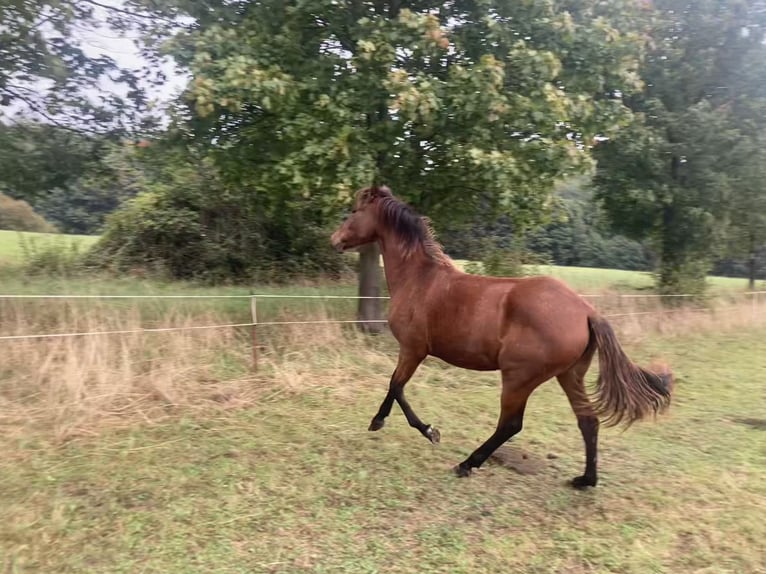 PRE Croisé Jument 1 Année 160 cm Bai in Ballenstedt