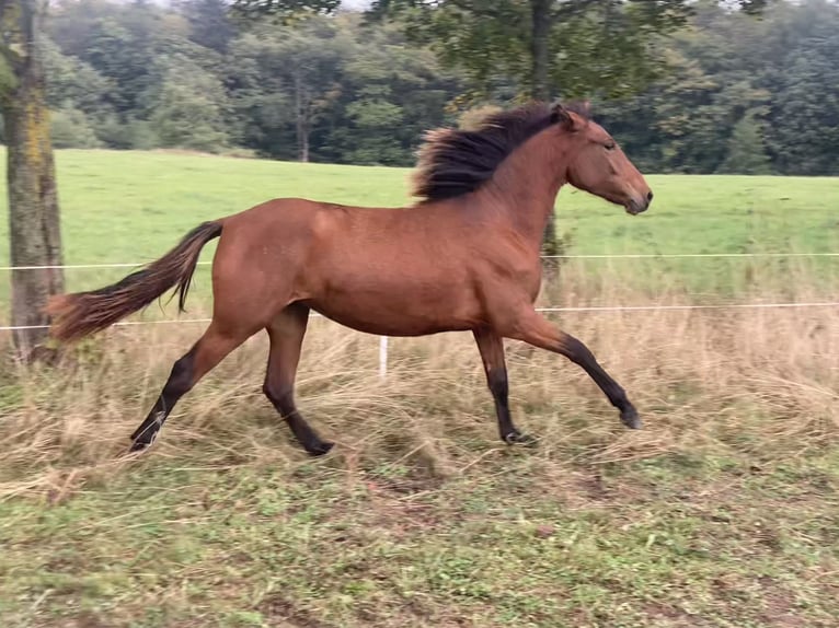 PRE Croisé Jument 1 Année 160 cm Bai in Ballenstedt