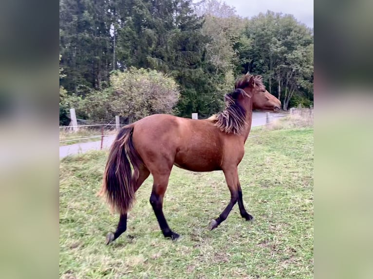 PRE Croisé Jument 1 Année 160 cm Bai in Ballenstedt