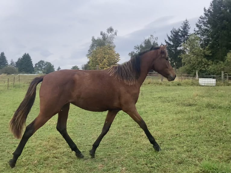 PRE Croisé Jument 1 Année 160 cm Bai in Ballenstedt